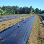 Taban örtüsü - Siyah (90 GRM2)